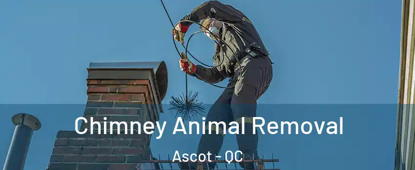 Chimney Animal Removal Ascot - QC
