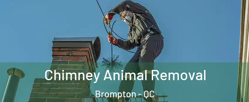  Chimney Animal Removal Brompton - QC