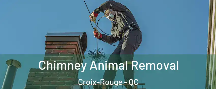  Chimney Animal Removal Croix-Rouge - QC
