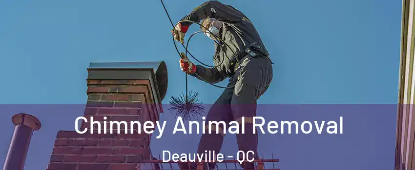  Chimney Animal Removal Deauville - QC