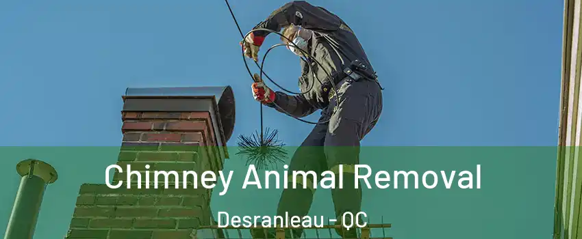 Chimney Animal Removal Desranleau - QC
