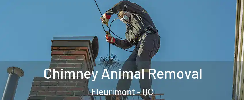 Chimney Animal Removal Fleurimont - QC