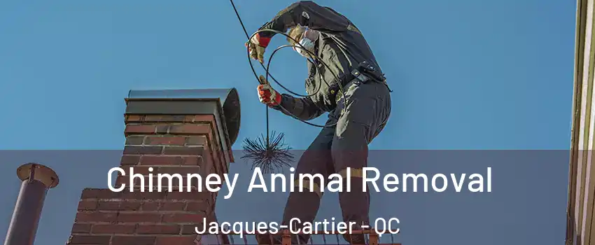 Chimney Animal Removal Jacques-Cartier - QC