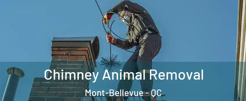  Chimney Animal Removal Mont-Bellevue - QC