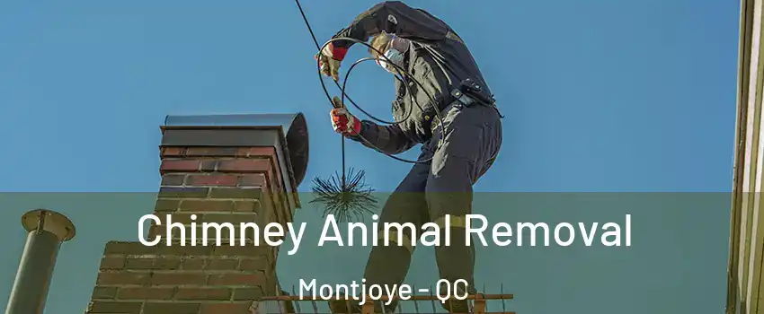 Chimney Animal Removal Montjoye - QC