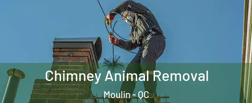  Chimney Animal Removal Moulin - QC