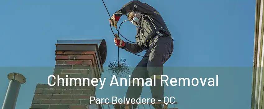 Chimney Animal Removal Parc Belvedere - QC
