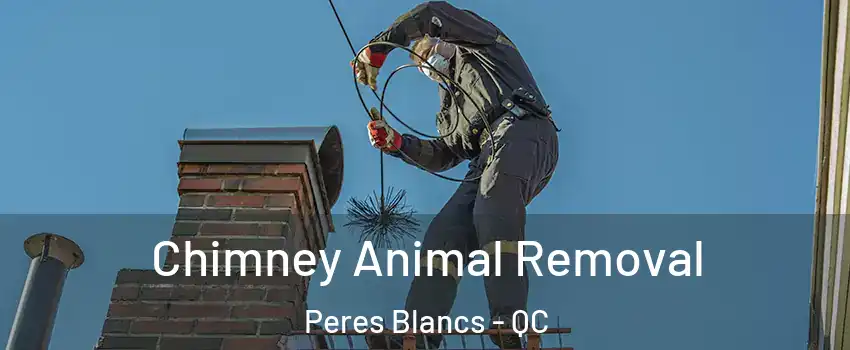  Chimney Animal Removal Peres Blancs - QC