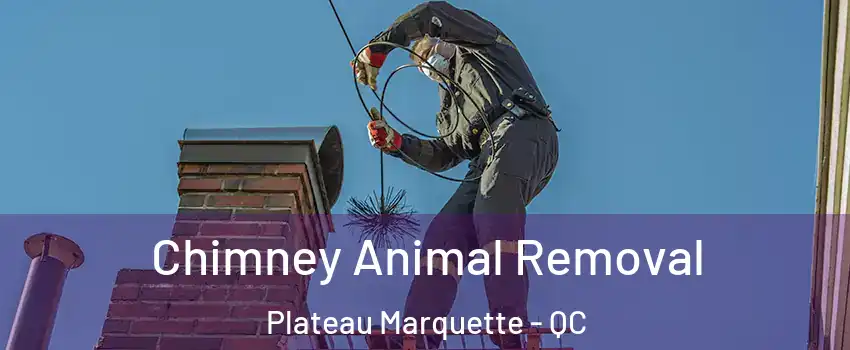 Chimney Animal Removal Plateau Marquette - QC