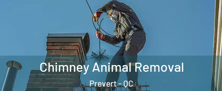  Chimney Animal Removal Prevert - QC