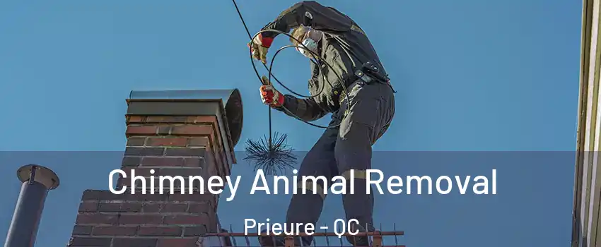 Chimney Animal Removal Prieure - QC