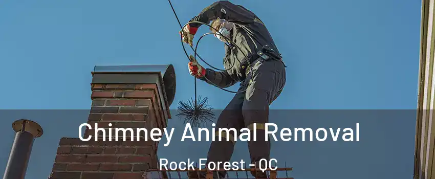 Chimney Animal Removal Rock Forest - QC