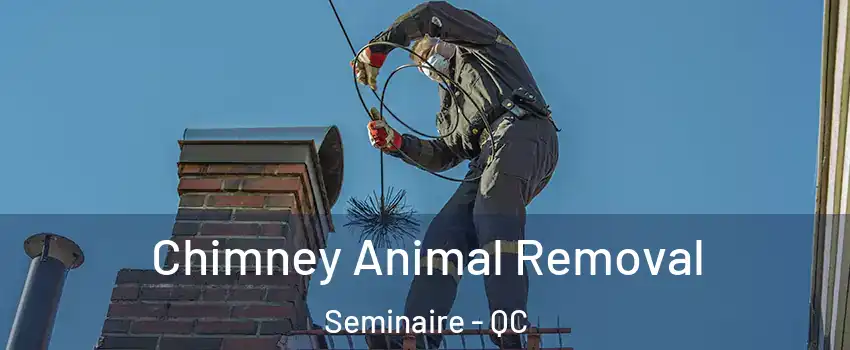  Chimney Animal Removal Seminaire - QC