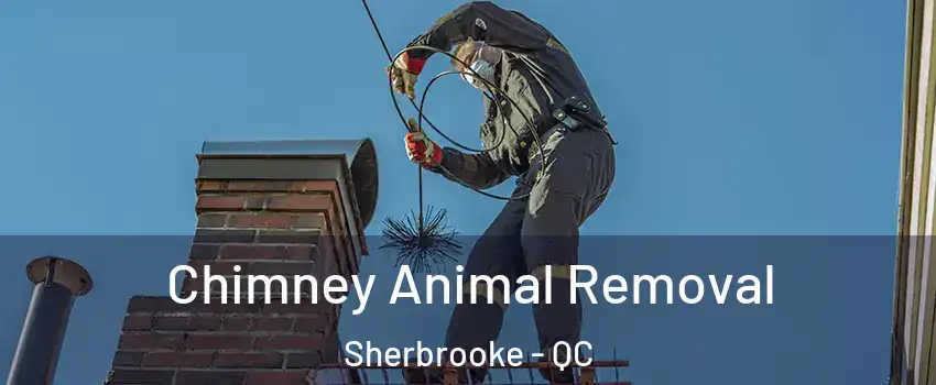 Chimney Animal Removal Sherbrooke - QC